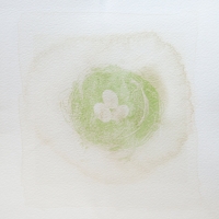 Anthotype_WheatGrass