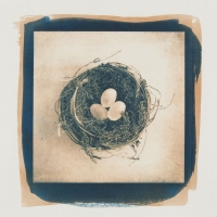 GumBichromate_OverCyanotype