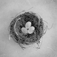 OriginalNest_BW